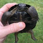 aldabra tortoises for sale.jpg