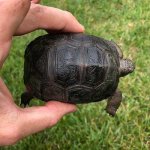 giant aldabra tortoise.jpg