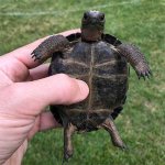 aldabra giant tortoise for sale.jpg