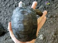 Aldabra tortoises.jpg