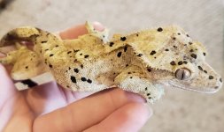 20180903_060904.jpg