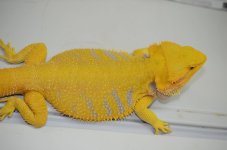 helios-male.jpg
