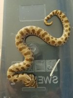 arctic conda male pic.jpg