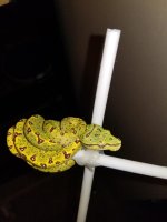 neo pic 2.jpg