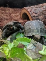 mtn tort.jpg