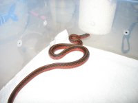 IMG_1082.jpg