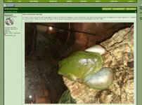 frog.jpg
