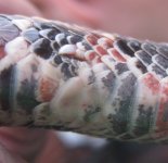 Male claw.jpg