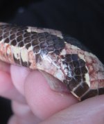 female no claw.jpg