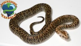 Male3 #4.jpg