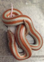 9D5E2783-41B1-49F0-B4B9-5EF30DB4B10F.jpg