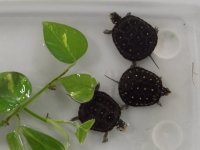 Three Spotted Turtles.jpg