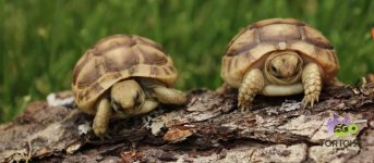 2greeksgoldenlog-1.jpg