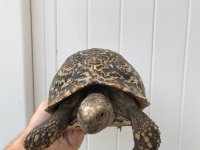 bebe-head.jpg