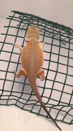 Male wits orange.png
