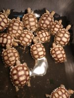 IMG_20171029_074610407.jpg