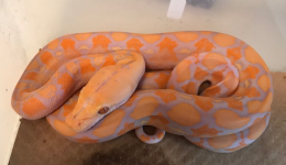 ALBINO.png