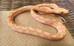 SNAKE.jpg