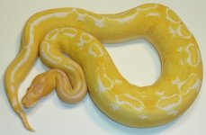 MALE ALBINO CHAMPAGNE BALL 252 GRAMS $299 1.jpg