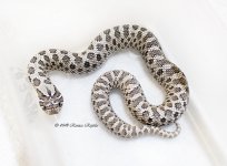 axanthic_181226_sm.jpg