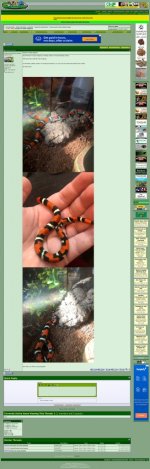 For Sale Female Tri Color Hognose   FaunaClassifieds.jpg