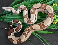 Ramero - sire to Mr. Clean.jpg