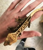 20G FEMALE.jpg