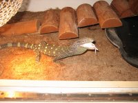 Animals-other 016.jpg