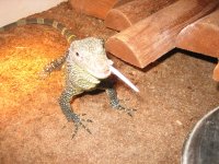 Animals-other 018.jpg