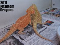 hetsilverbackpair_edited-1.jpg