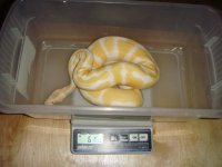 snakes vegas 034.jpg