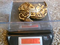 male lesser (Medium).jpg