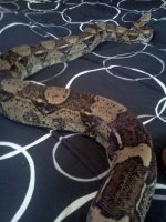 male boa.jpg