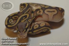 pastaveghostf01_02.jpg