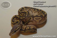 pastaveghostf01_03.jpg