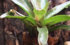 Klemmeri Bromeliad #1.jpg