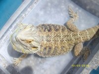 DRAGONS 017.jpg