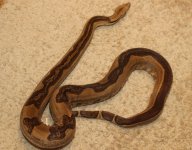 genetic stripe hypo het anery 2.jpg