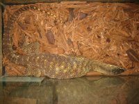 Animals-other 001.jpg