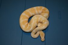 albino.jpg