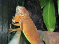 red iguana 003.jpg