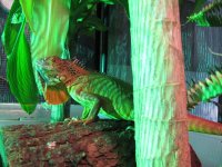 red iguana 002.jpg