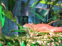 red iguana 001.jpg