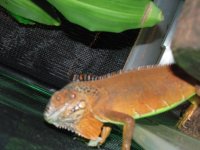 red iguana 004.jpg