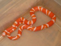 male albino Hondo.jpg