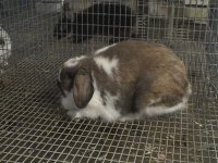52910rabbits 016.jpg