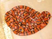 tangerine hondos.jpg