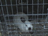 52910rabbits 015.jpg