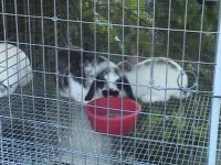 52910rabbits 006.jpg