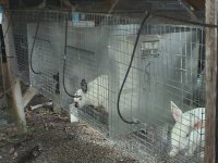 52910rabbits 010.jpg